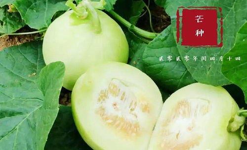 翰林王府吃瓜,宫廷秘闻里的吃瓜盛宴